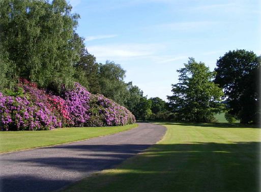 The beautiful rhodedendrons along the drive